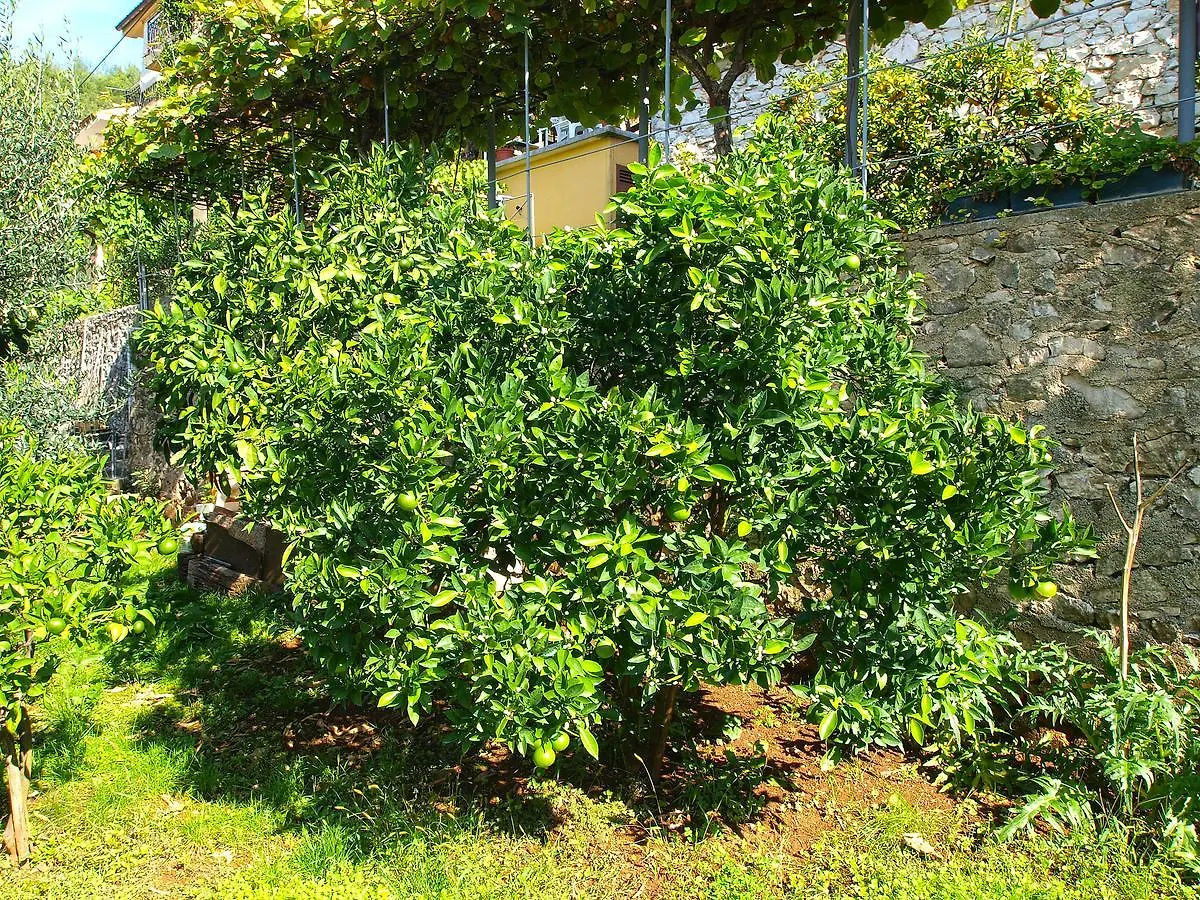 Apartments Boris 154 Rabac